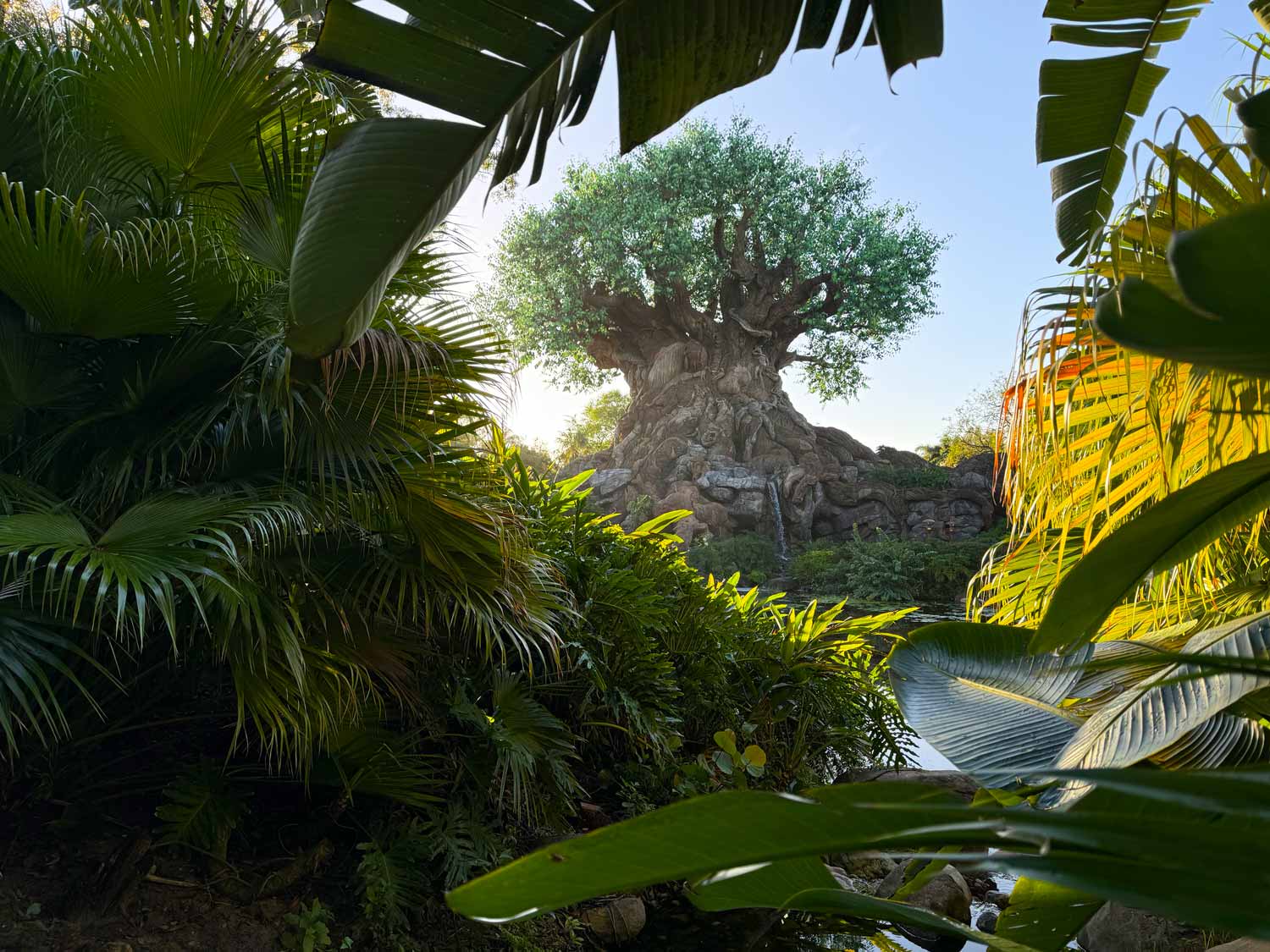 Tree of Life at Disney's Animal kingdom framed by tropical foliage in the morning light.